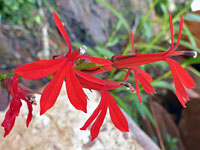 Red flowers