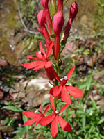 Elongated inflorescence