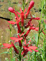 Flowers and buds