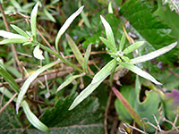 Narrow leaves