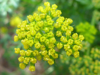 Lomatium dissectum