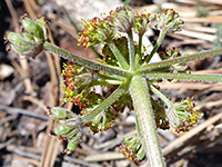 Hairy pedicels