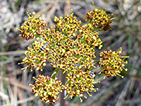 Withering flowers