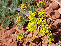 Carrot-Leaf Desert-Parsley