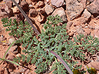 Basal leaves