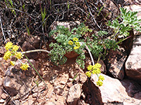 Three flower stalks