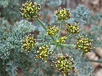 Lomatium mohavense