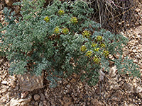 Two flower stalks