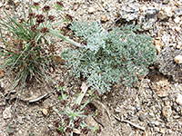 Mojave Desert Parsley