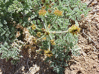 Flower and basal leaves