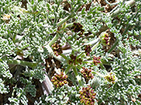 Flowers and leaves