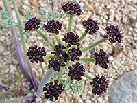 Purple-brown flowers