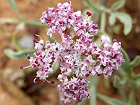 Pink inflorescence