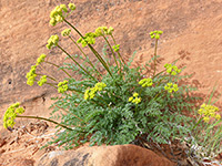 Parry's biscuitroot