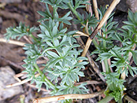 Glaucous leaflets