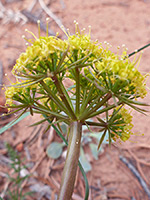 Parry's biscuitroot