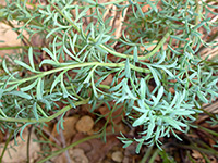 Compound leaves