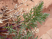 Pointed leaflets