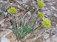 Four flower stems