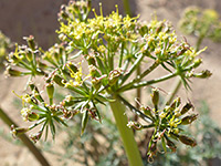 Developing fruit