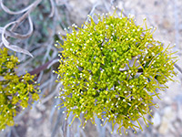 Parry's biscuitroot