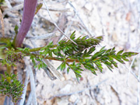 Purple-tipped leaflets