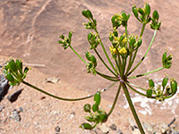 Rough Desert Parsley