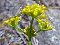 Sierra Biscuitroot