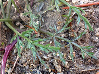 Basal leaves