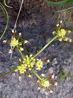 Developing fruits