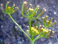 Flowers and fruits