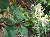 Flowers and leaves