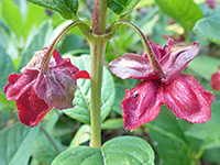 Pendent flowers