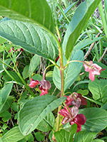 Stem and leaves