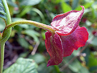 photograph