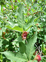 Leaves and withered flowers