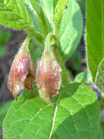 Developing fruits