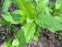 Ciliate leaves