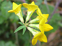 Narrow-leaf bird's-foot trefoil