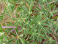 Palmate leaves