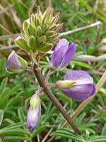 White-Leaf Bush Lupine