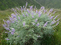 Tree lupine