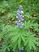 Lupinus argenteus