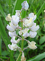 Columbian monkshood