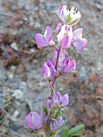 Lupinus arizonicus