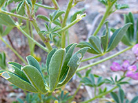 Folded leaflets