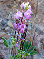 Flowering stem