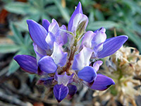 Lupinus breweri