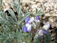 Hairy leaves and stems