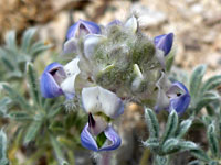 Flower cluster